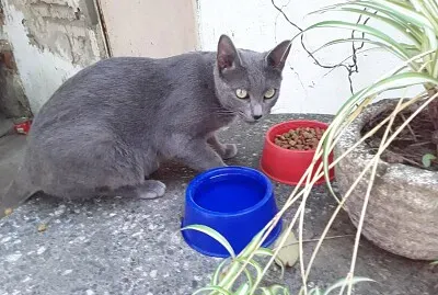 Mora recién llegada