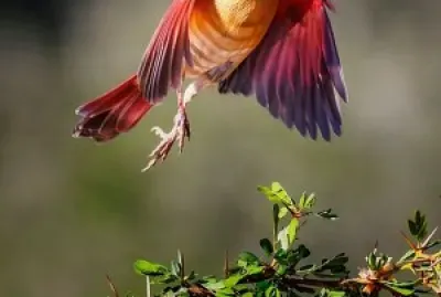 oiseau