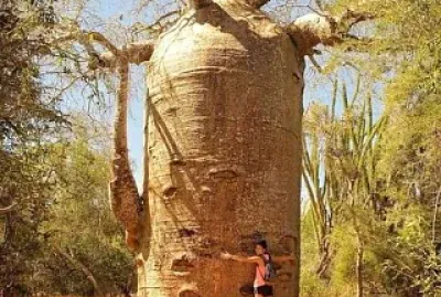 arbre