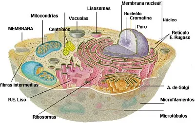 Organela jigsaw puzzle
