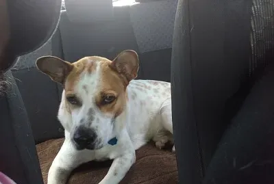 פאזל של Mascotas