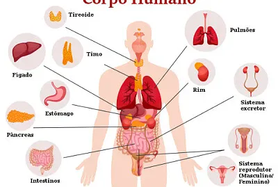 CORPO HUMANO jigsaw puzzle