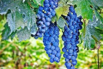 פאזל של imagem