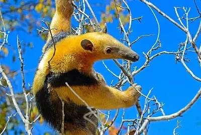 פאזל של imagem