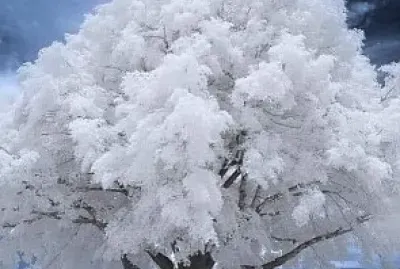 árbol nevado