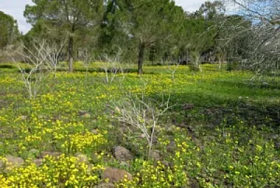 daliot