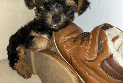Mi mascota