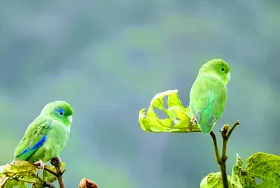 PAJAROS