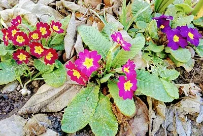 FLORES jigsaw puzzle