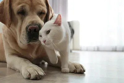  jigsaw puzzle
