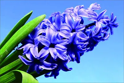 花賞 jigsaw puzzle