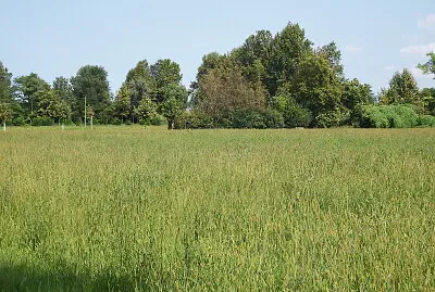 distesa d 'erba