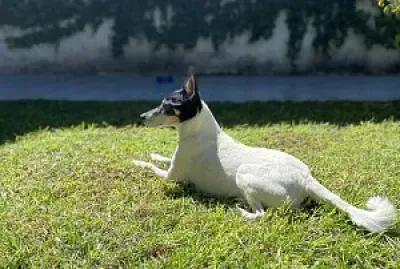 Terry descansando