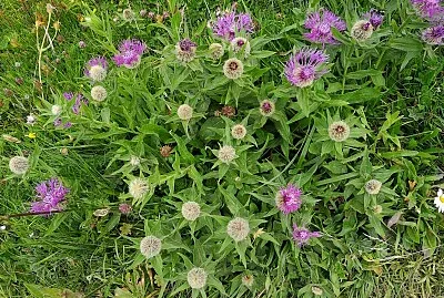 chris74 jigsaw puzzle