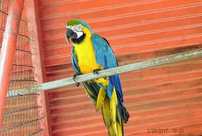 GUACAMAYO