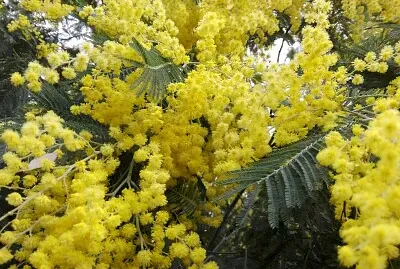 FLORES jigsaw puzzle