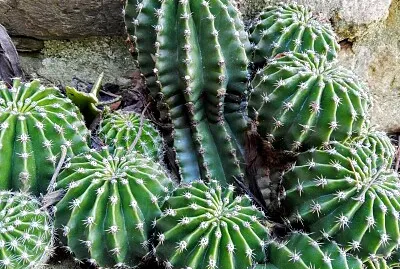 CACTUS jigsaw puzzle