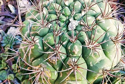 CACTUS jigsaw puzzle