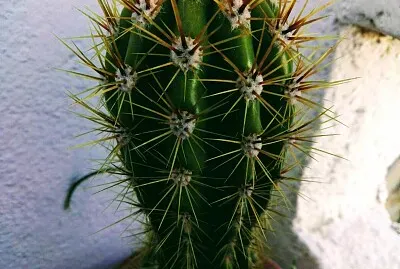 CACTUS jigsaw puzzle
