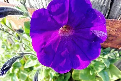 FLORES