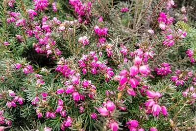 FLORES jigsaw puzzle