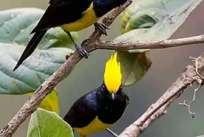 פאזל של imagem