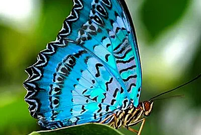 פאזל של imagem