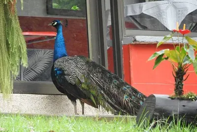 PAVO REAL