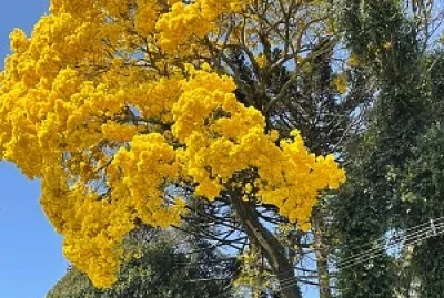 פאזל של Ipê Amarelo