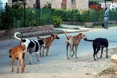 פאזל של animals