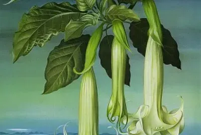 art composition de fleure