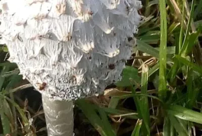 פאזל של Fungos macroscópico