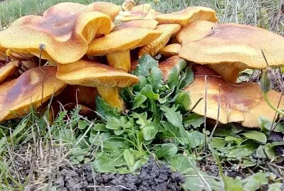 פאזל של Fungos macroscópico