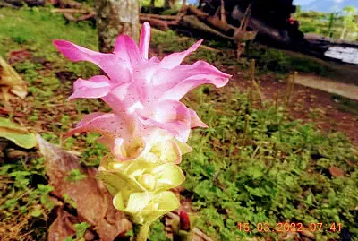 FLOR jigsaw puzzle