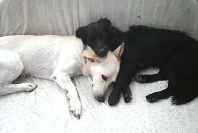 chiens