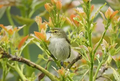 pajaro jigsaw puzzle