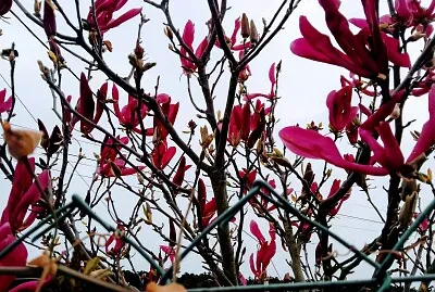 FLORES