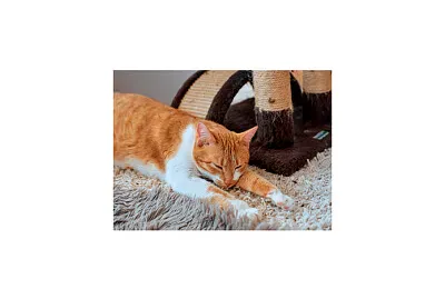  jigsaw puzzle