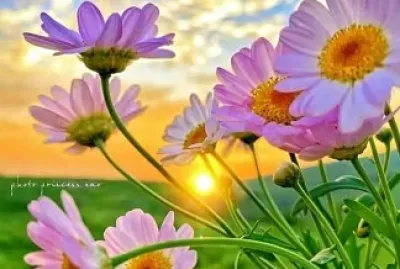 פאזל של imagem