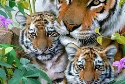 animales jigsaw puzzle