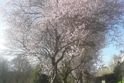 Printemps Hauts de Seine