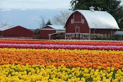 Skagit Valley-EEUU