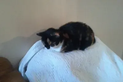 Puzzles to be uploaded