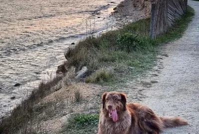 Chien