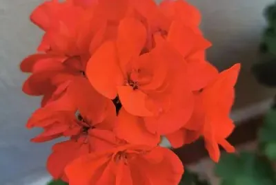 Flor