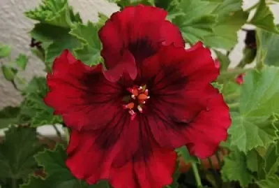 Flor