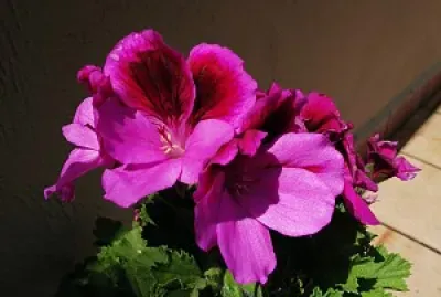 Flor