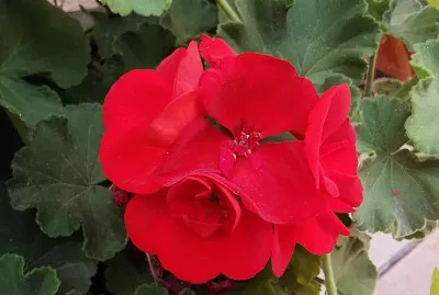 Flor