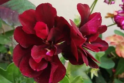 Flor