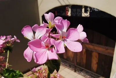 Flor